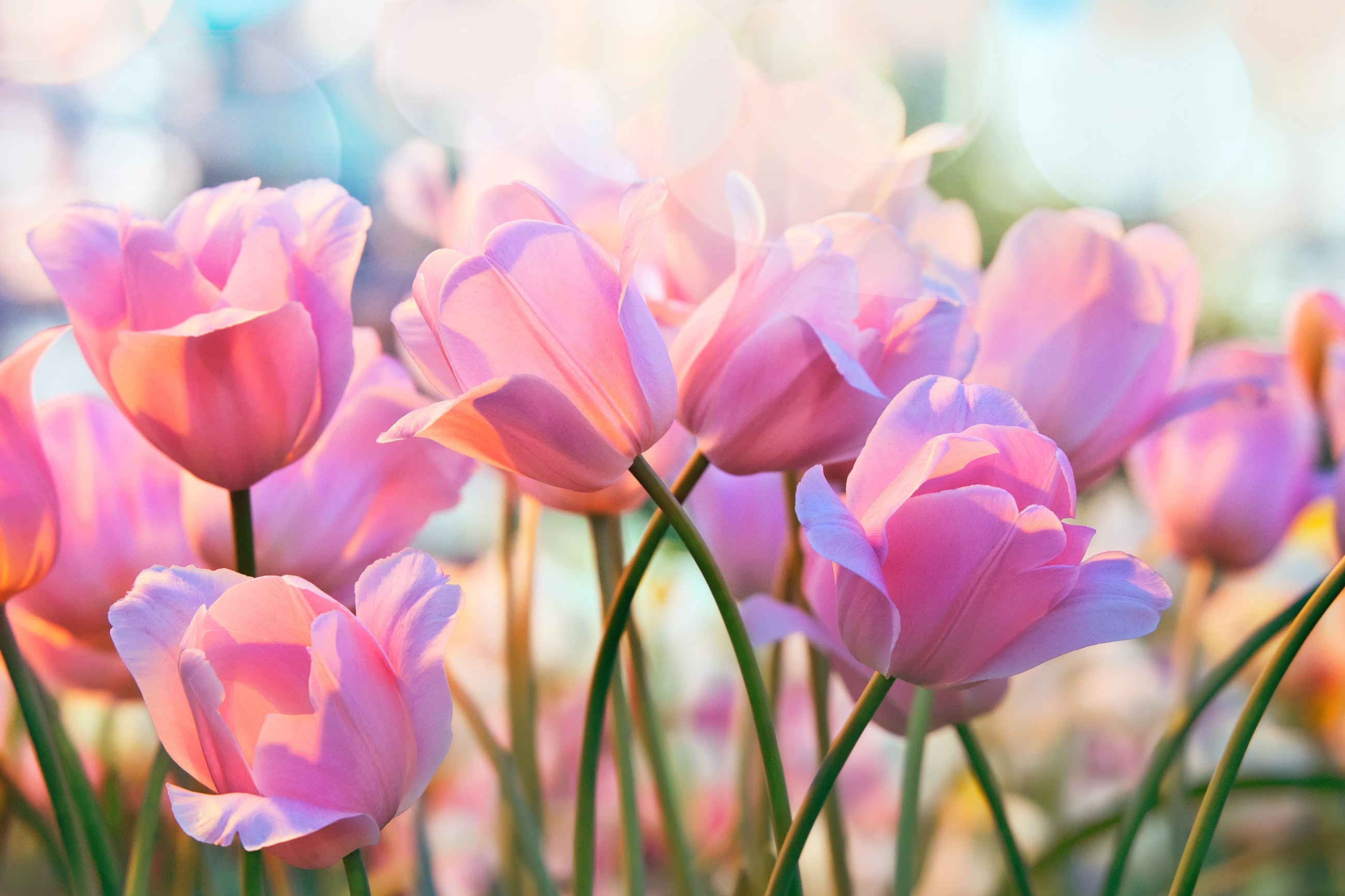Soft pink tulips in a vibrant spring garden.